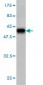 PSMA7 Antibody (monoclonal) (M01)